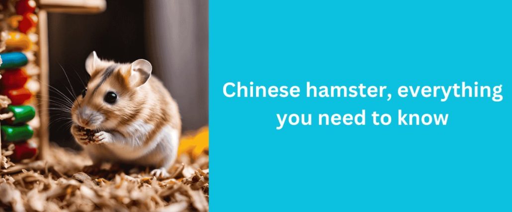 Chinese Hamster Banner
