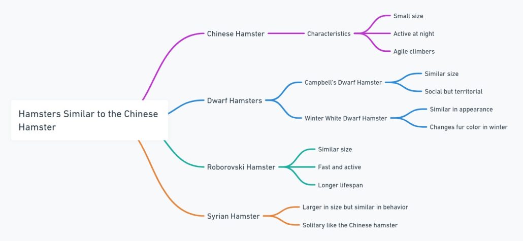 Mind map Comparing Chinese Hamsters to Syrian and Dwarf Campbell Russian Hamsters