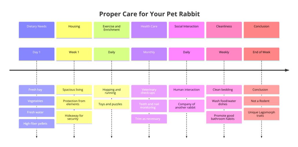 An infographic about pet rabbit care