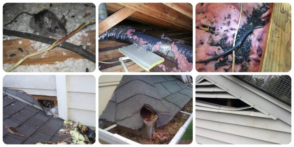 Rodents presence in house And rodent damage